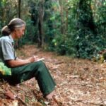 Jane Goodall: Penelitian Revolusioner tentang Simpanse dan Konservasi Alam