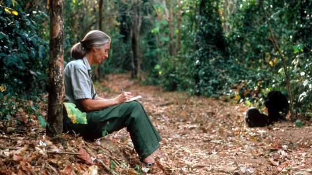 Jane Goodall: Penelitian Revolusioner tentang Simpanse dan Konservasi Alam